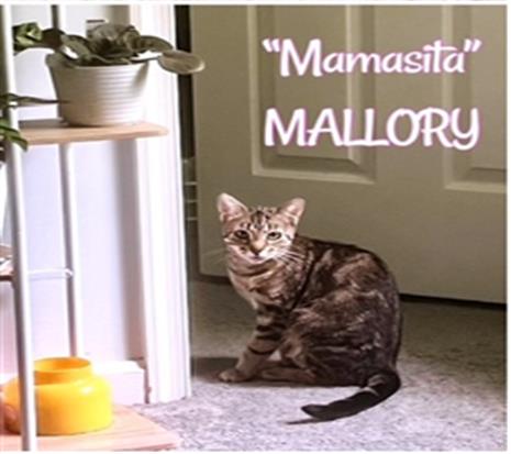 adoptable Cat in Westminster, MD named MALLORY