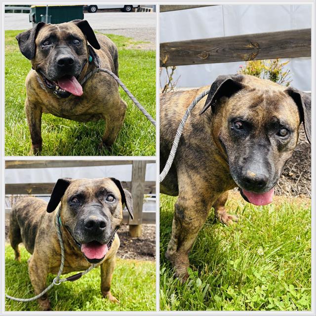 adoptable Dog in Westminster, MD named LIZZIE