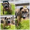 adoptable Dog in westminster, MD named LIZZIE