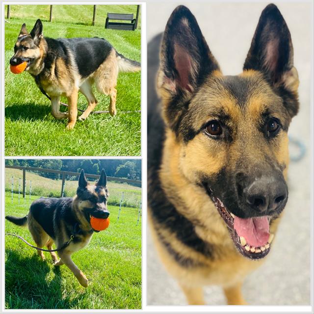 adoptable Dog in Westminster, MD named STELLA