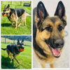 adoptable Dog in westminster, MD named STELLA