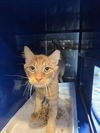 adoptable Cat in westminster, MD named STOUT