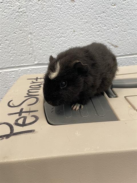 adoptable Guinea Pig in Westminster, MD named LORI