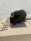 adoptable Guinea Pig in westminster, MD named LORI