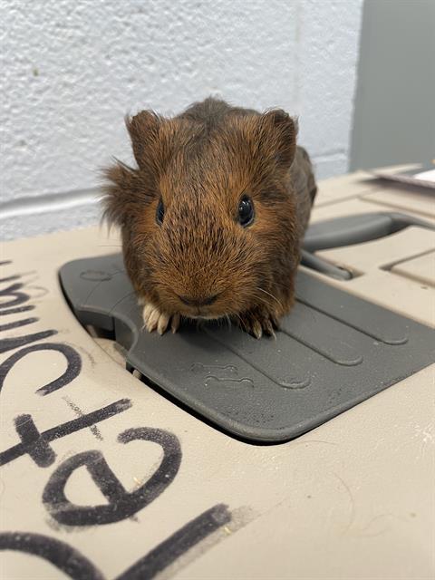 adoptable Guinea Pig in Westminster, MD named REBECCA