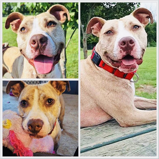 adoptable Dog in Westminster, MD named JACKY