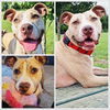 adoptable Dog in westminster, MD named JACKY