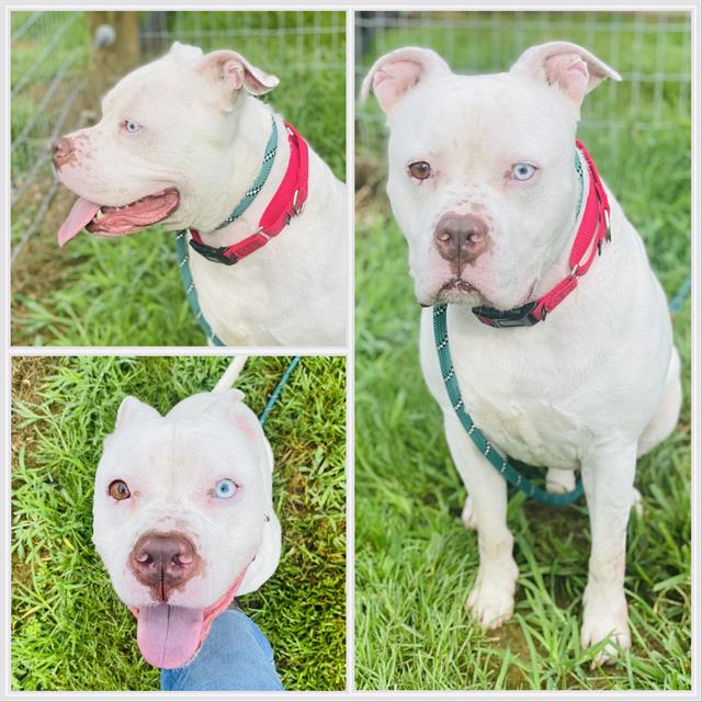 adoptable Dog in Westminster, MD named CHOPPER
