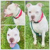 adoptable Dog in  named CHOPPER