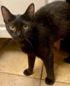adoptable Cat in Westminster, MD named ALTAIR