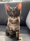 adoptable Cat in Westminster, MD named ANTARES
