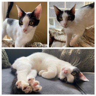 adoptable Cat in Westminster, MD named RITTER
