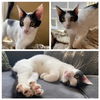adoptable Cat in westminster, MD named RITTER
