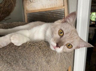 adoptable Cat in Westminster, MD named JAGGER