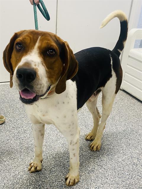 adoptable Dog in Westminster, MD named CROCKETT