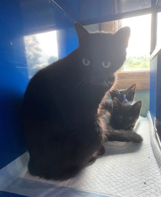 adoptable Cat in Westminster, MD named LADYBUG
