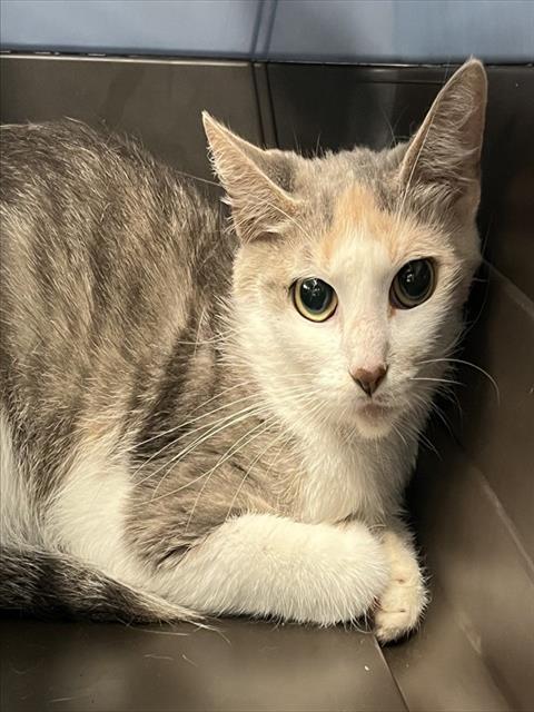 adoptable Cat in Westminster, MD named PRECIOUS