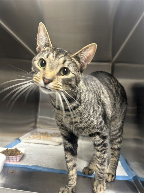 adoptable Cat in Westminster, MD named QUAIL