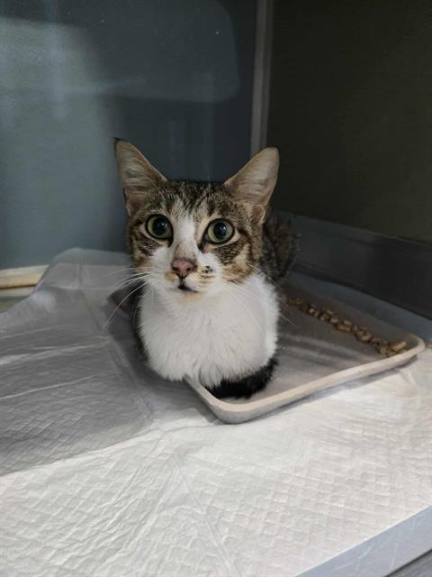 adoptable Cat in Westminster, MD named LORRIE