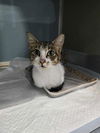 adoptable Cat in westminster, MD named LORRIE