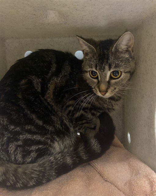 adoptable Cat in Westminster, MD named JAZZ BARN CAT
