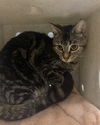 adoptable Cat in westminster, MD named JAZZ BARN CAT