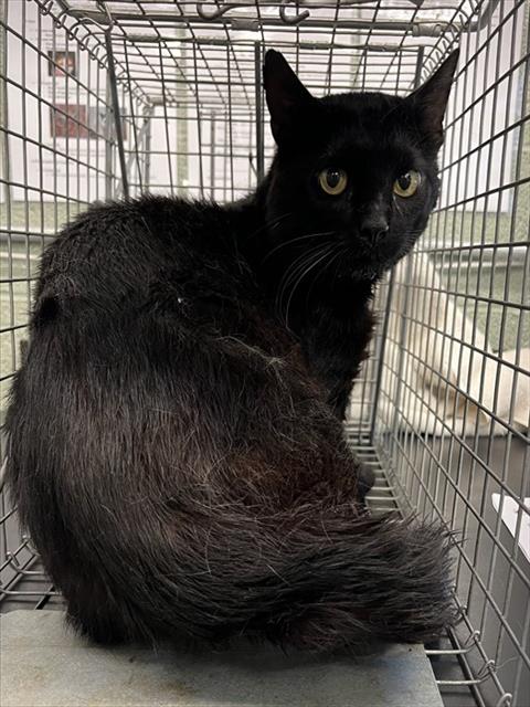 adoptable Cat in Westminster, MD named SIMPSON BARN CAT