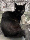 adoptable Cat in westminster, MD named SIMPSON BARN CAT