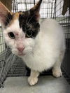 adoptable Cat in westminster, MD named SOLA BARN CAT