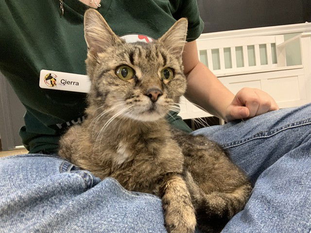 adoptable Cat in Westminster, MD named EMMA