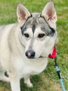 adoptable Dog in  named PHOENIX