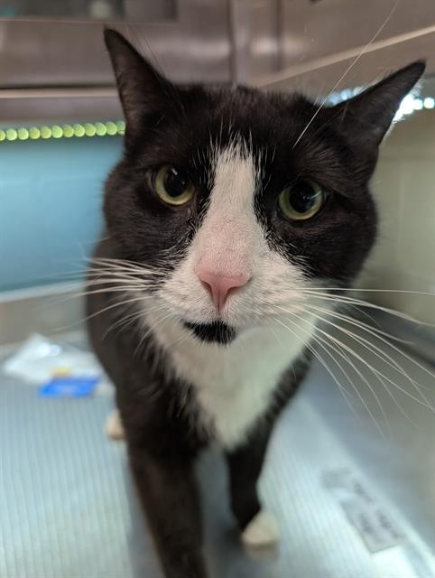 adoptable Cat in Westminster, MD named JACK