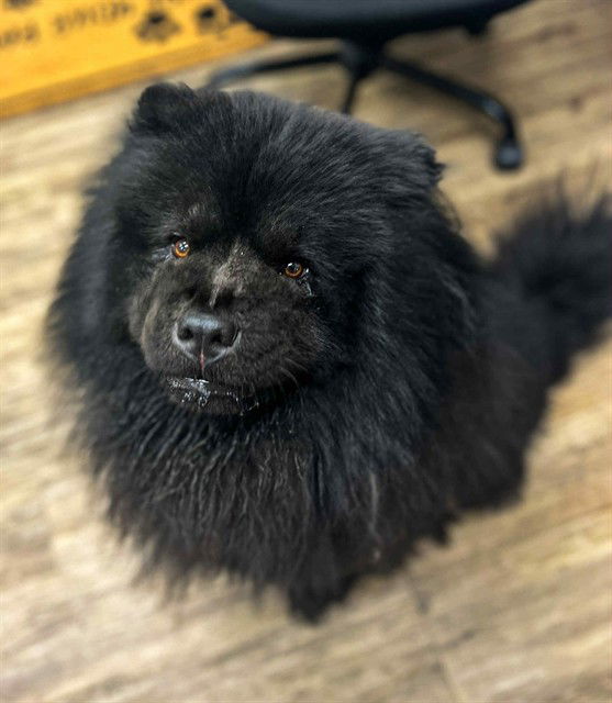adoptable Dog in Westminster, MD named GIN