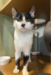 adoptable Cat in westminster, MD named TORRIN