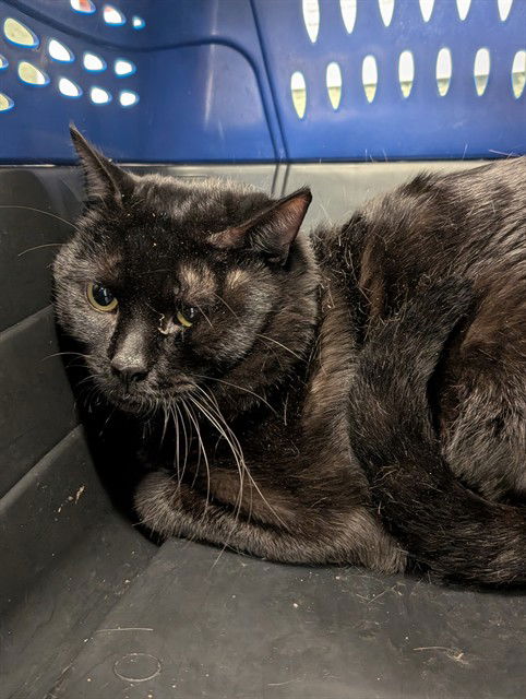 adoptable Cat in Westminster, MD named PRINCE