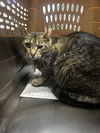 adoptable Cat in westminster, MD named WILLOW