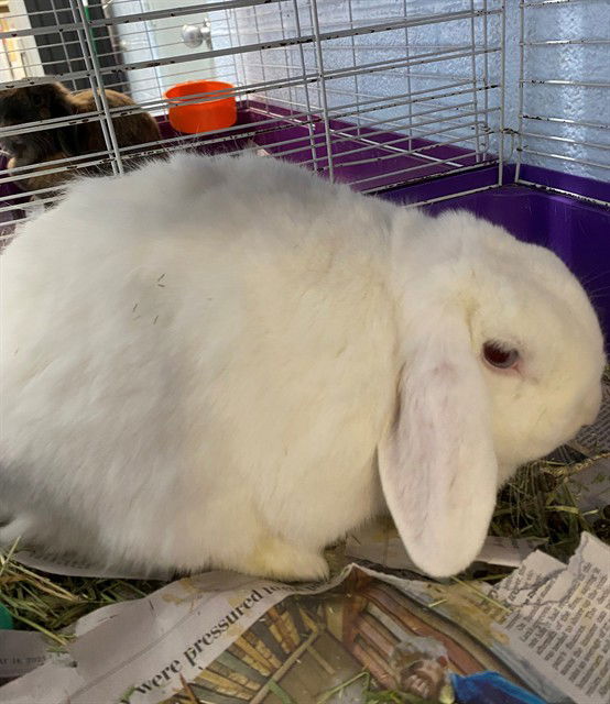 adoptable Rabbit in Westminster, MD named MARSH