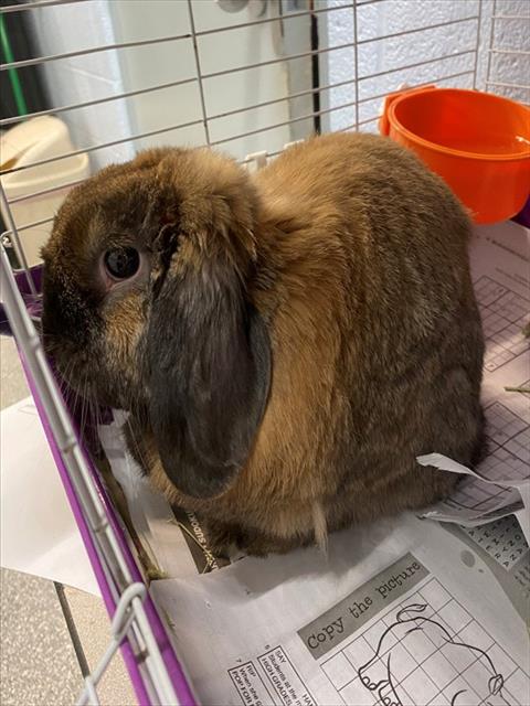 adoptable Rabbit in Westminster, MD named CINNABUN