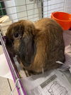 adoptable Rabbit in  named CINNABUN