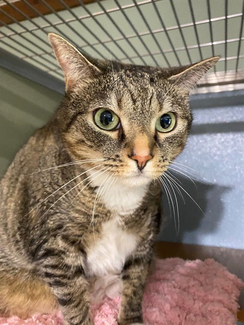 adoptable Cat in Westminster, MD named RUTH