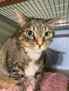 adoptable Cat in westminster, MD named RUTH