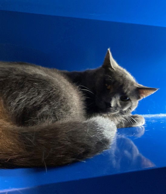 adoptable Cat in Westminster, MD named NACHO