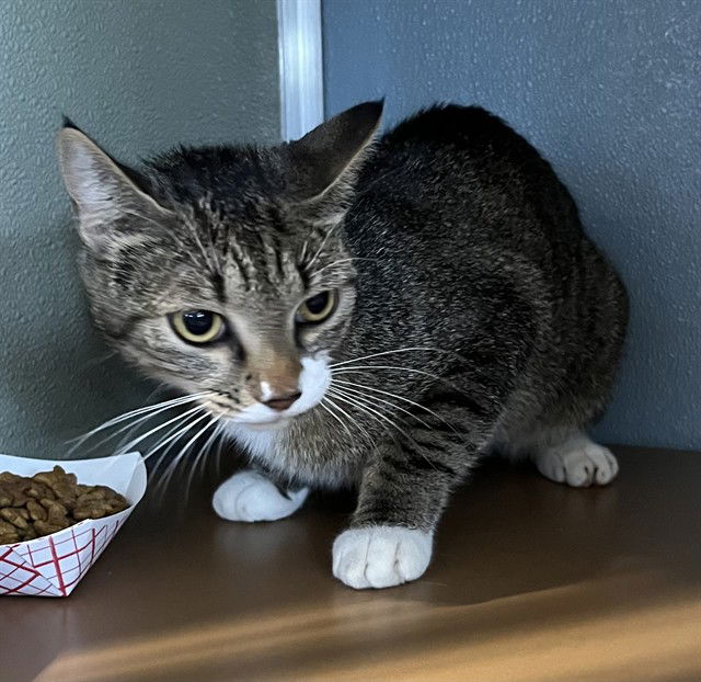 adoptable Cat in Westminster, MD named KUKUI