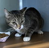 adoptable Cat in westminster, MD named KUKUI