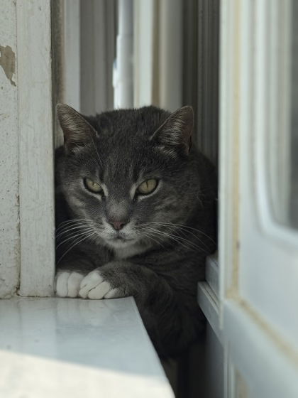 adoptable Cat in Westminster, MD named PUDGE