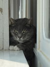 adoptable Cat in  named PUDGE