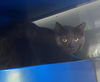 adoptable Cat in Westminster, MD named WILLOW