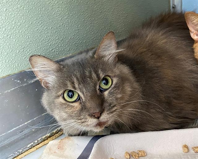 adoptable Cat in Westminster, MD named OPAL