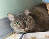 adoptable Cat in  named OPAL
