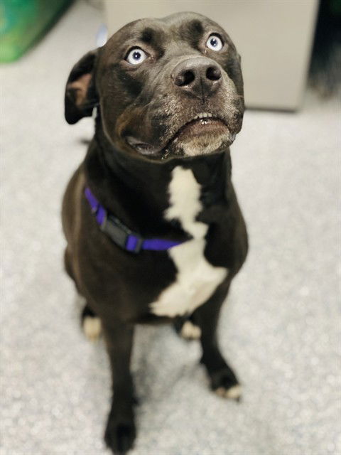 adoptable Dog in Westminster, MD named STORM